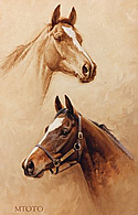 Head Studies of Stallion Mtoto by Barrie Linklater