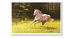 Barrie Linklater equestrian paintings